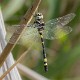 Macromia tillyardi male (1 of 3)